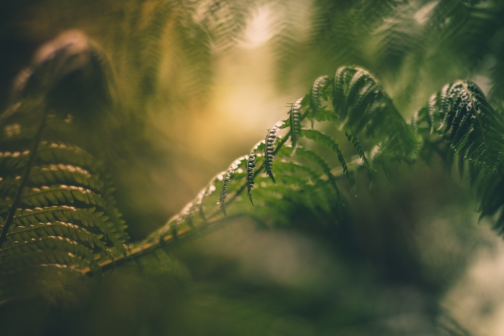 green fern plant in close up photography