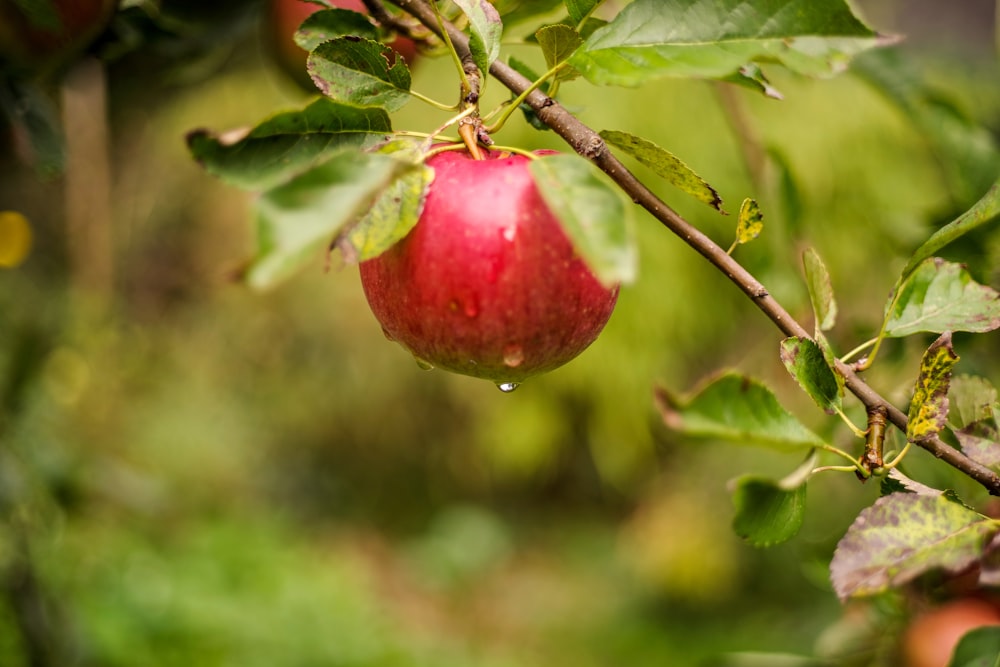 red apple fruit in close up photography