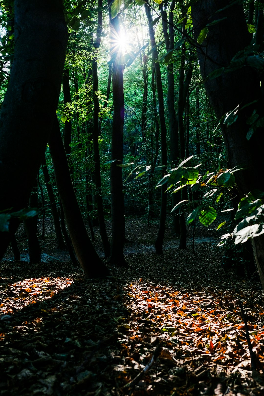 brown leaves on ground between trees