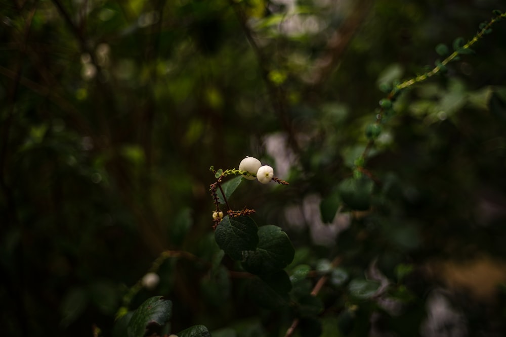 white round fruit in close up photography