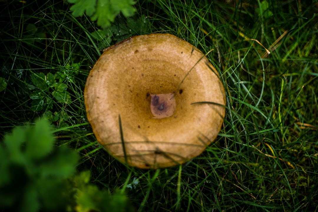 brown round fruit on green grass