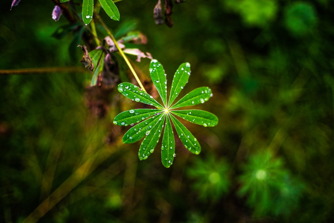 green and white flower in tilt shift lens