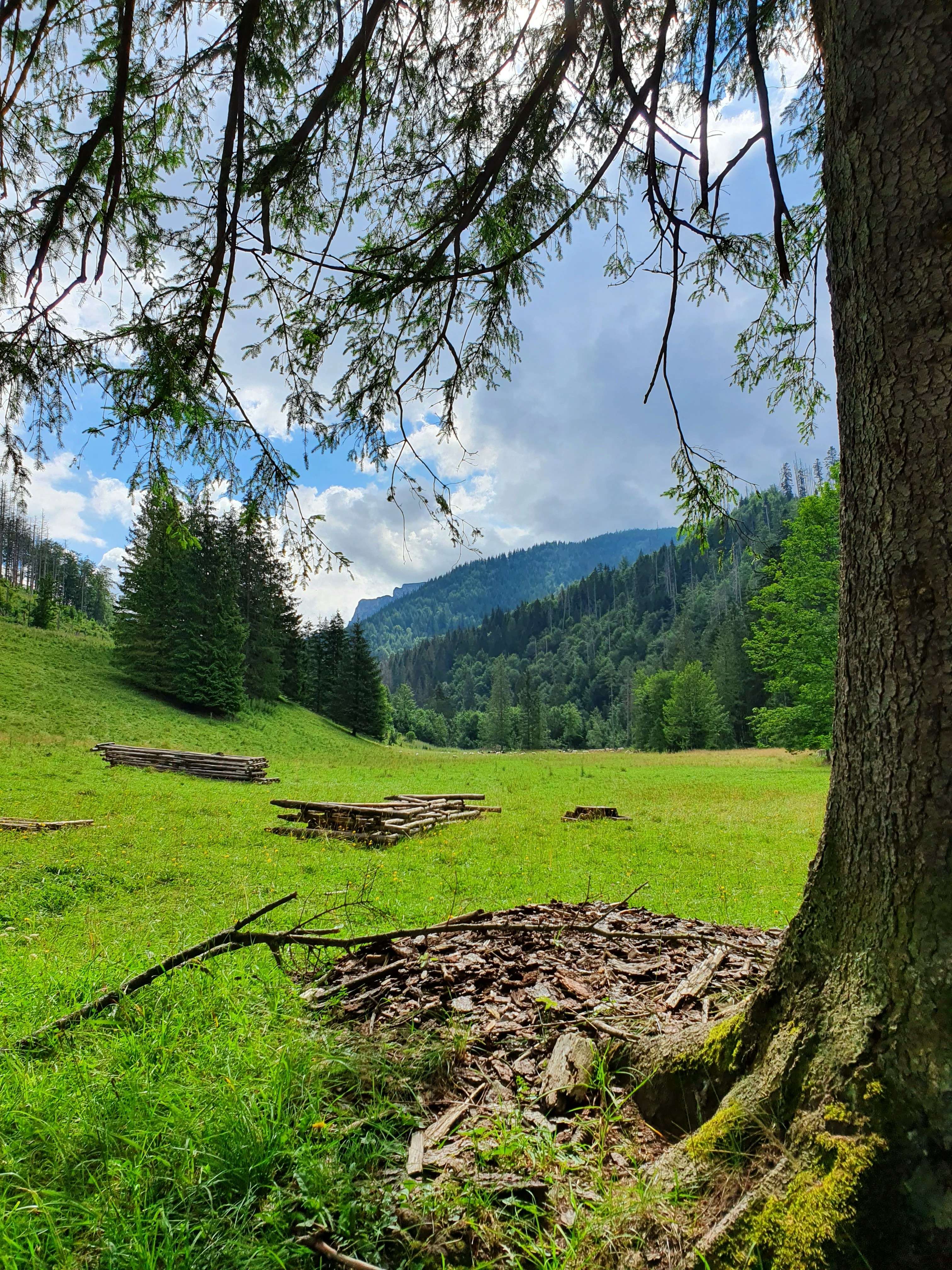 green grass field with trees and mountains in the distance