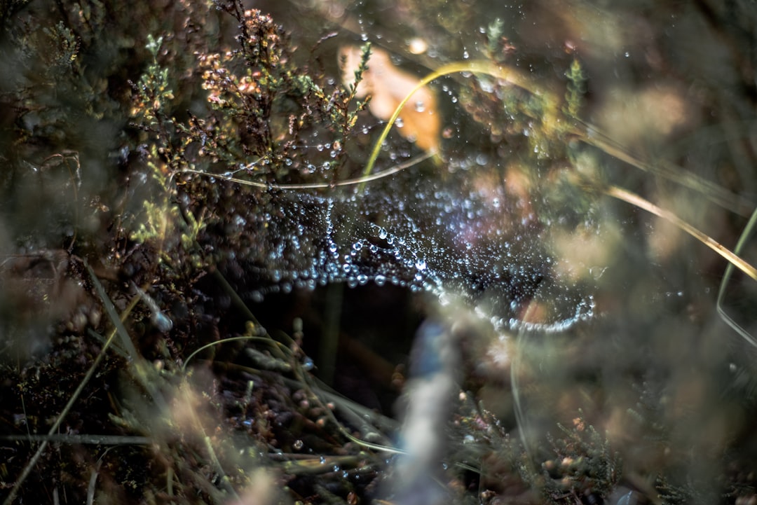 water droplets on spider web