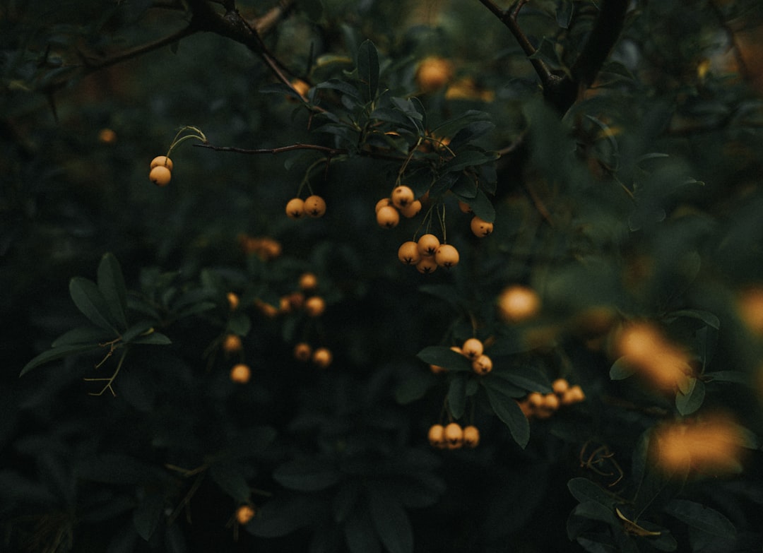 yellow flowers with green leaves