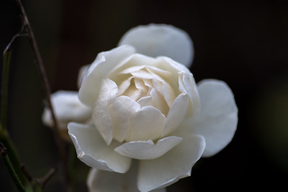 white rose in bloom in close up photography
