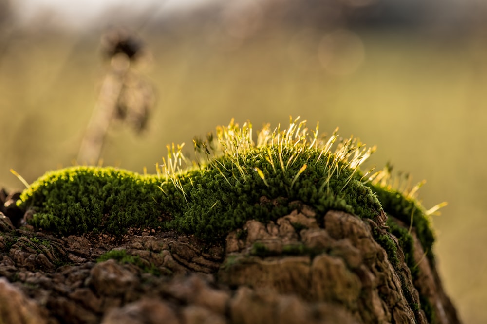 green grass on brown rock