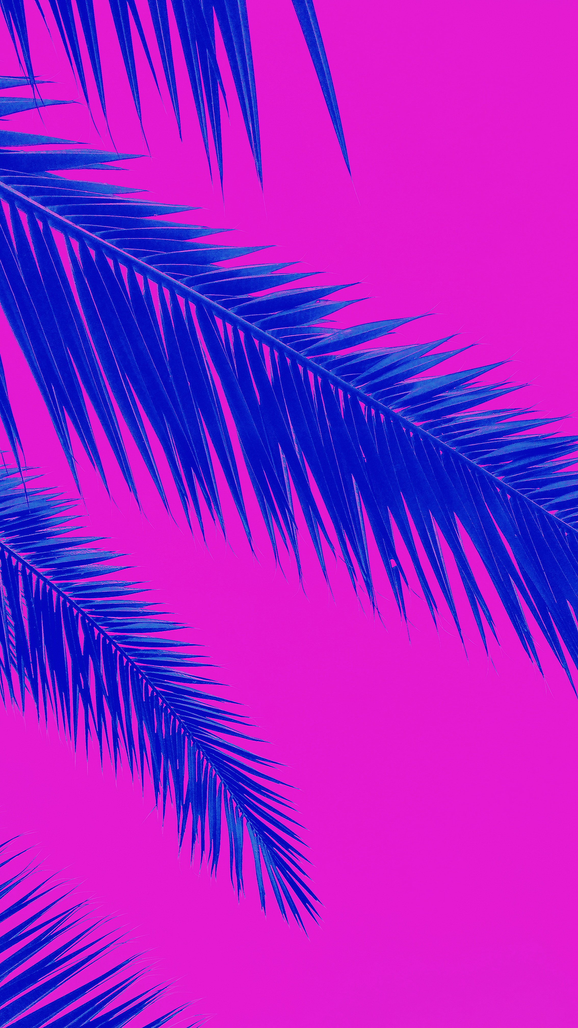 green palm tree under blue sky