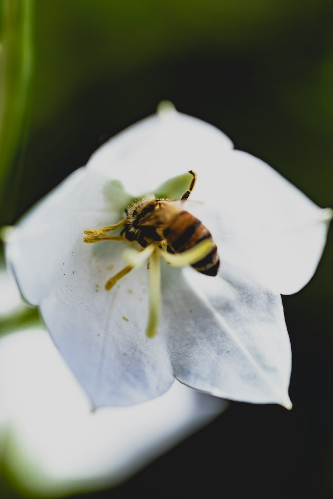 black and yellow bee on white flower