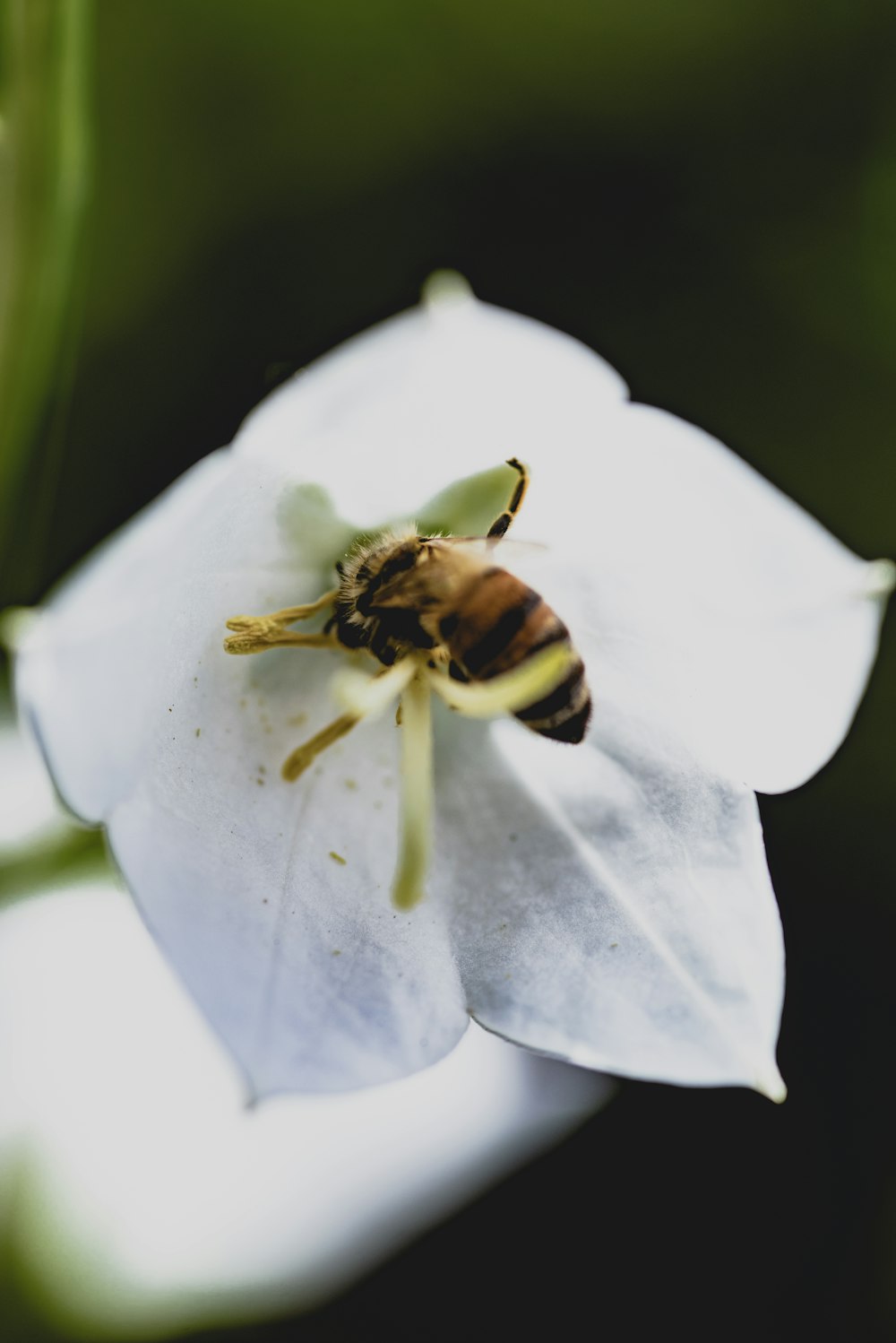 black and yellow bee on white flower