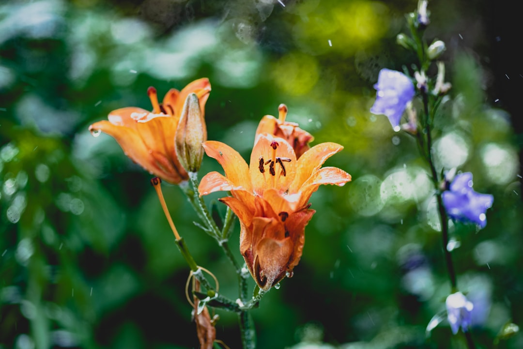 orange and purple flower in tilt shift lens