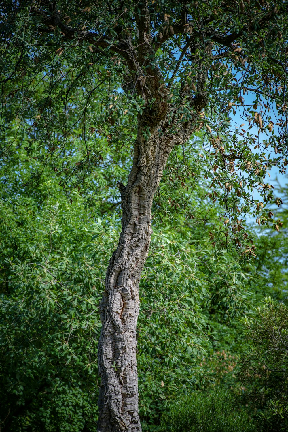 green trees under blue sky during daytime