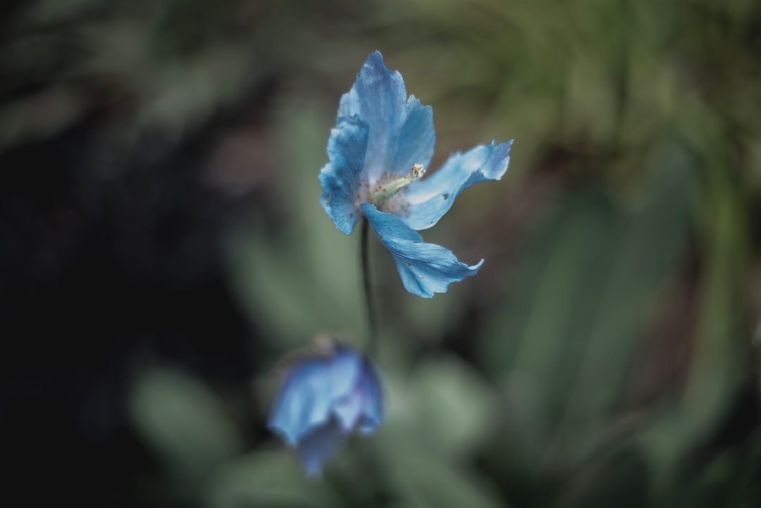 blue flower in tilt shift lens