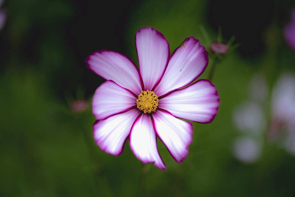 pink and white flower in tilt shift lens