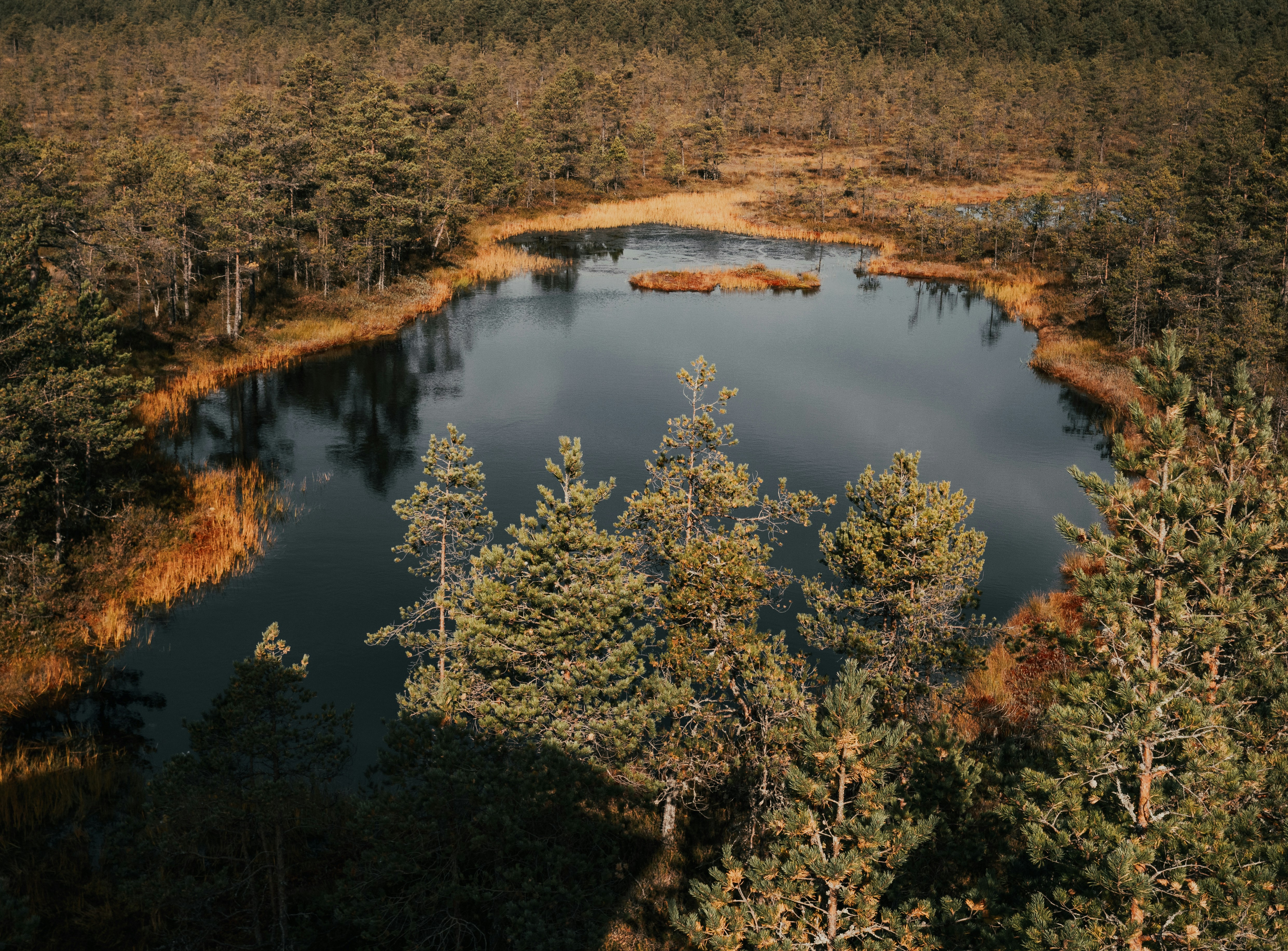 green trees beside lake during daytime