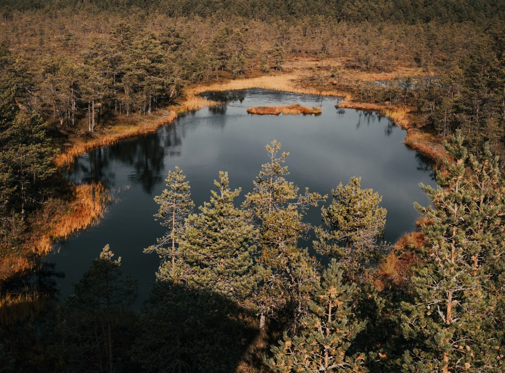 green trees beside lake during daytime