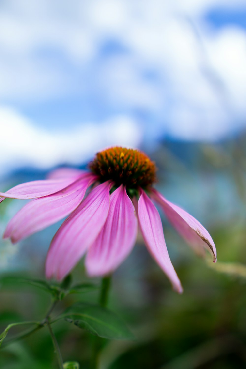 pink flower in tilt shift lens