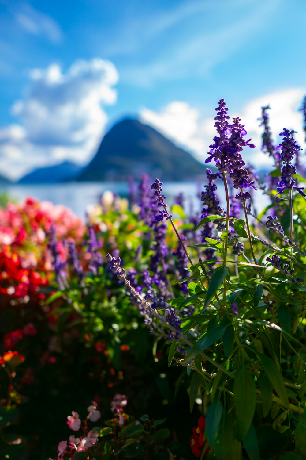 purple flowers near body of water during daytime