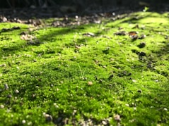 moss collected lawn that needs work. 