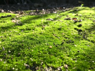 moss collected lawn that needs work. 