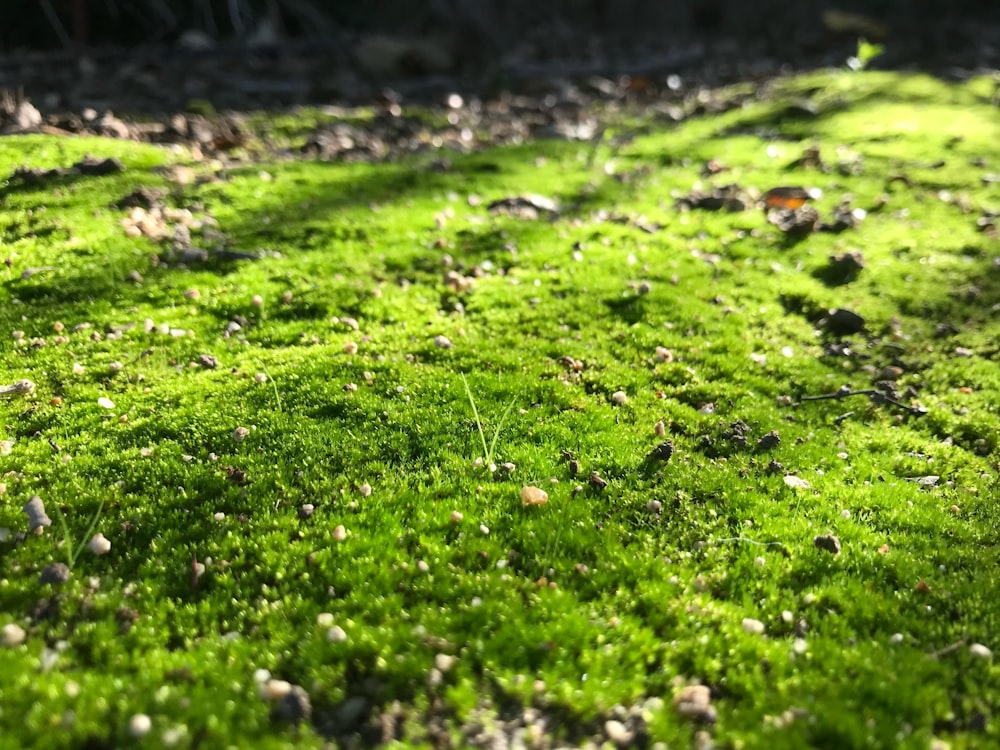 green grass field during daytime