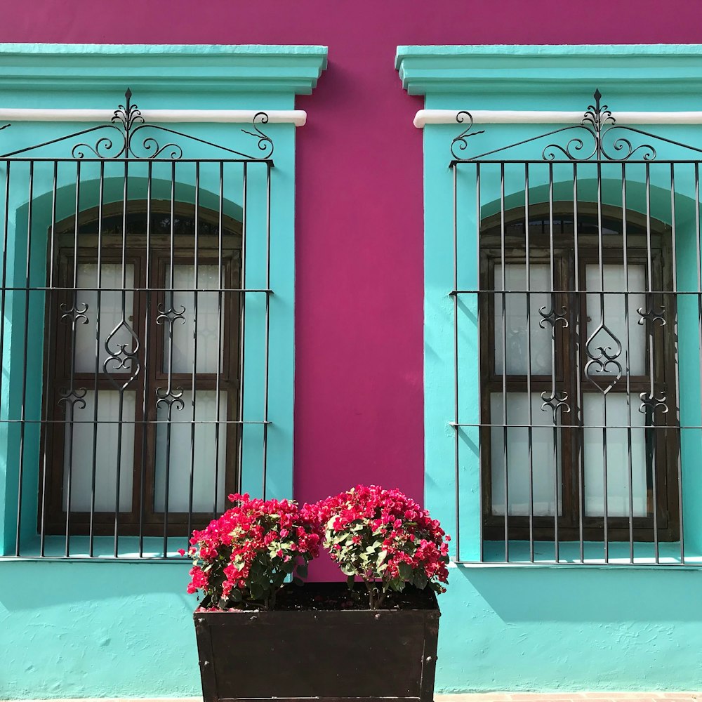 flores rosas frente a la puerta de madera azul