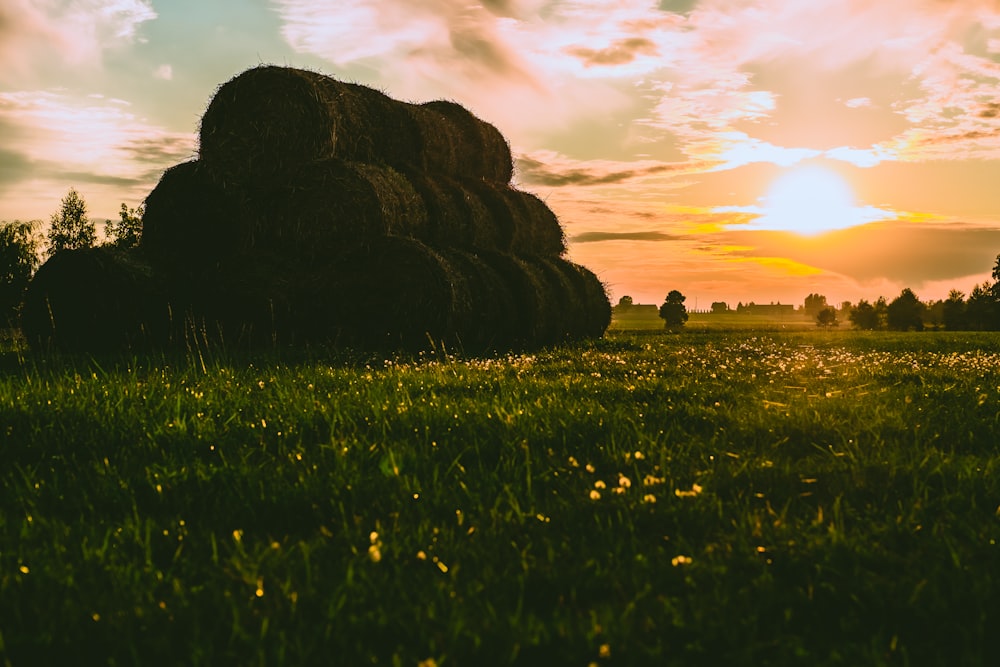 fieni marroni sul campo di erba verde durante il tramonto