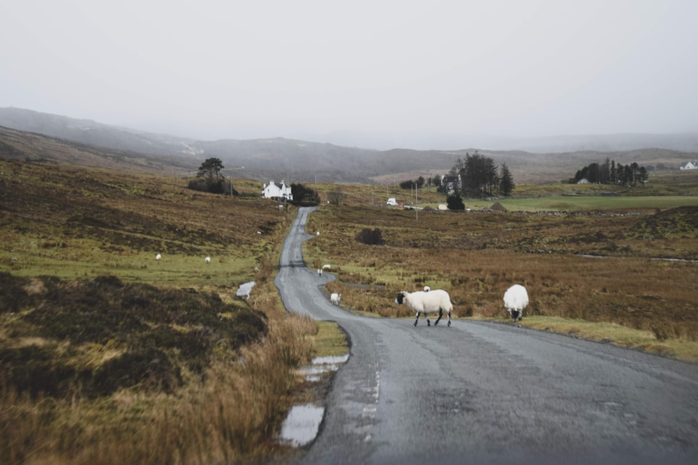 white sheep on green grass field during daytime