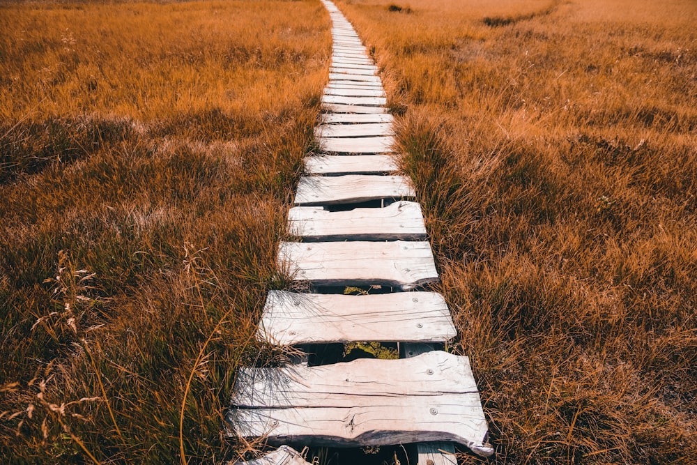 white wooden pathway between brown grass field during daytime