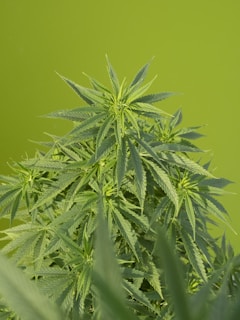 A vibrant cannabis plant with lush green leaves.