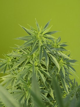 A lush cannabis plant with elongated green leaves radiating from the center against a plain, soft green background.