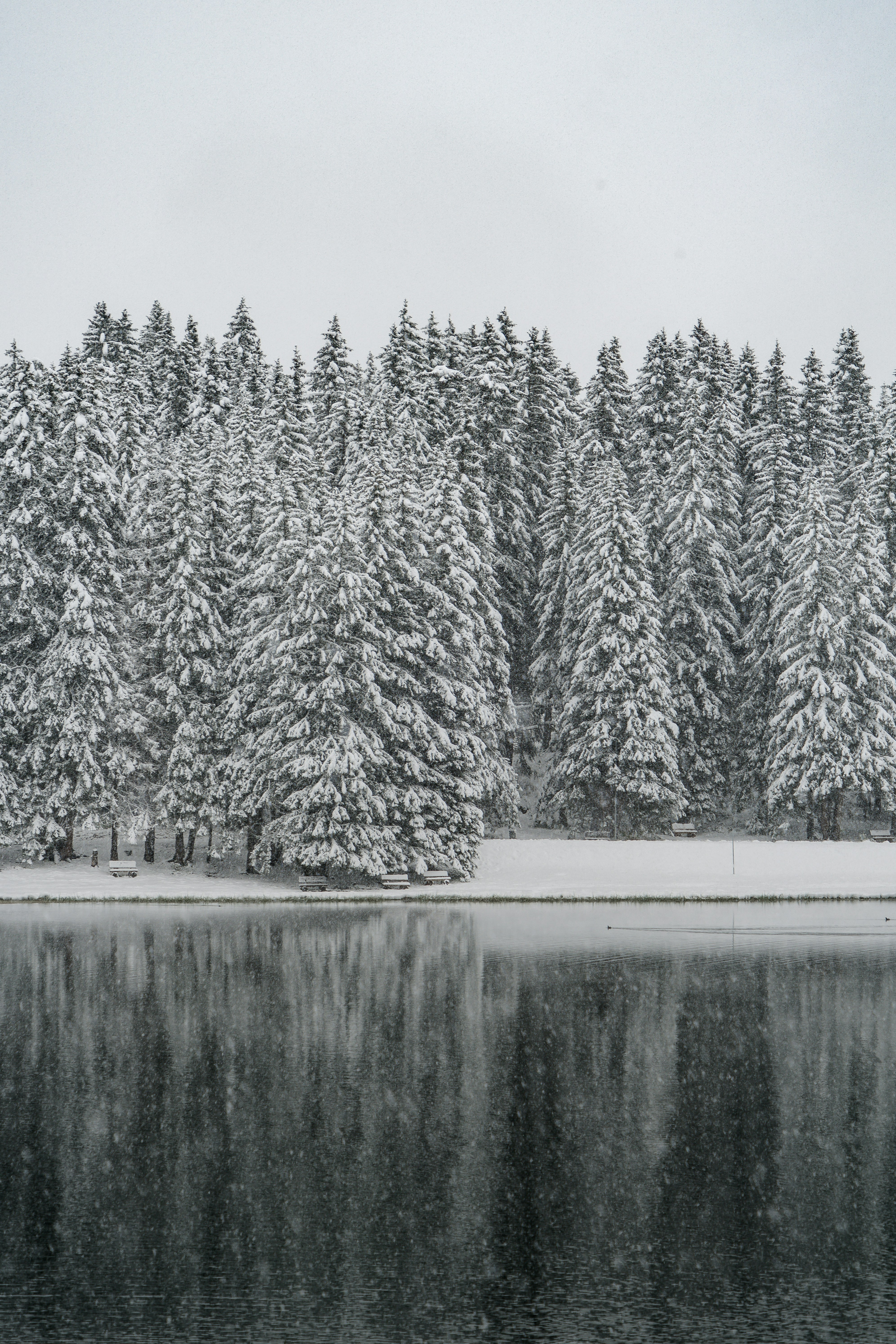 green trees near body of water during daytime