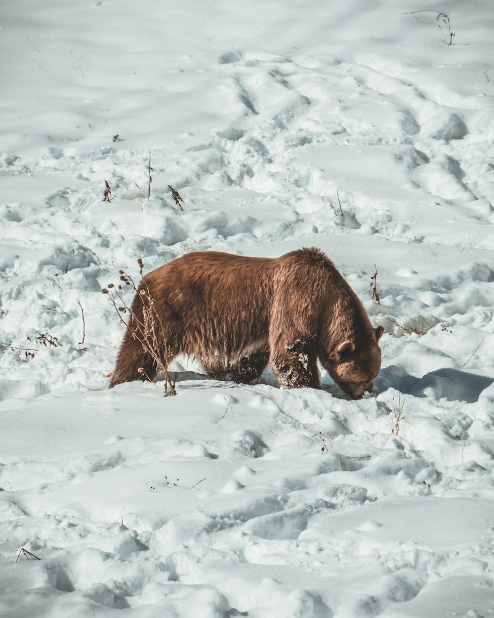 brown short coated dog on snow covered ground during daytime