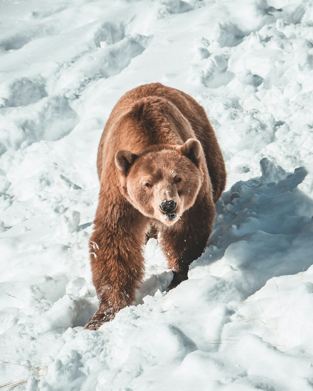 brown bear on snow covered ground during daytime