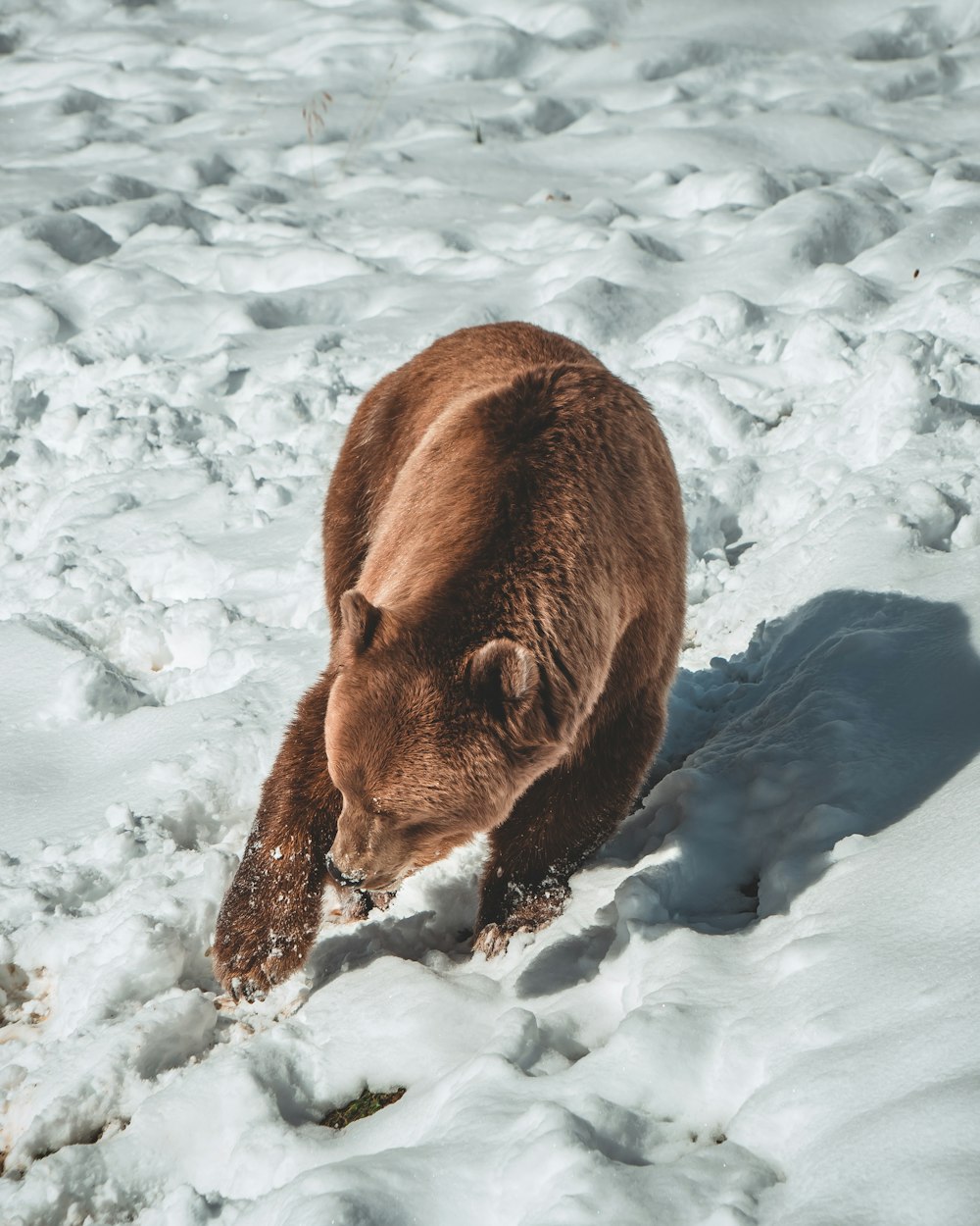 brown bear on snow covered ground during daytime