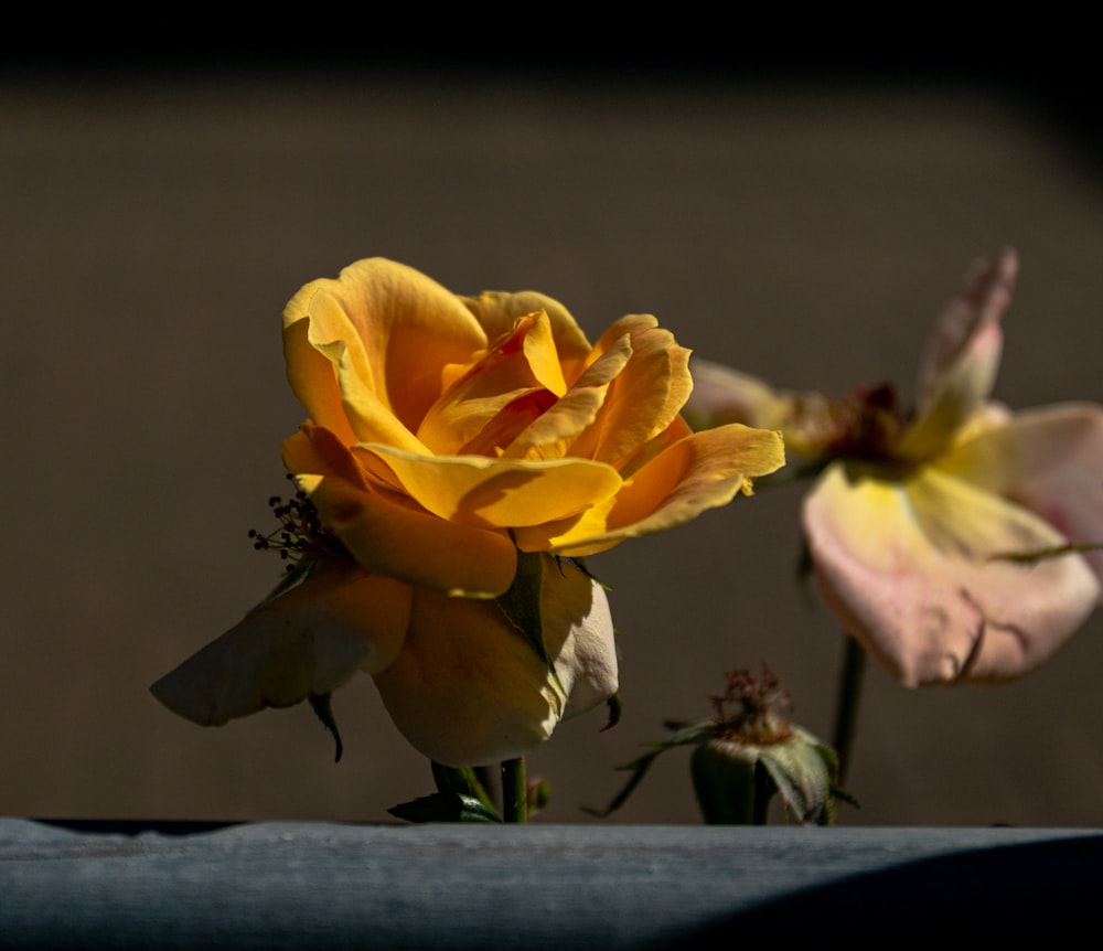 yellow flower on gray wooden plank