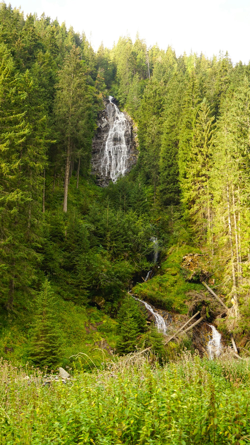 green trees near waterfalls during daytime