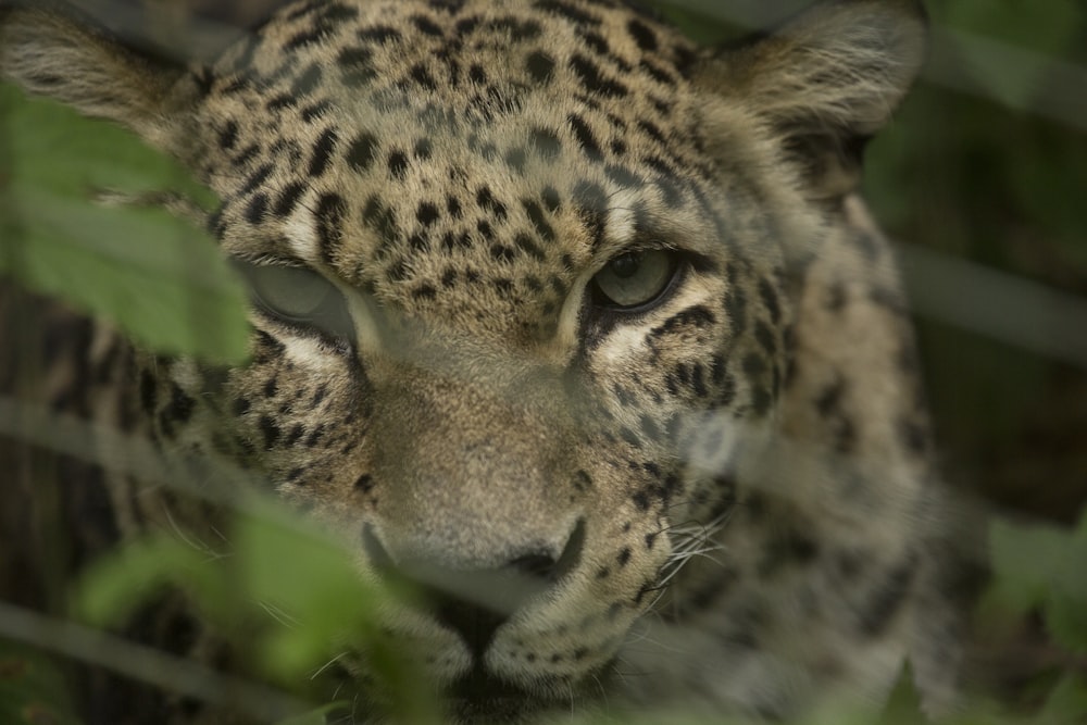 brown and black leopard lying on green grass during daytime