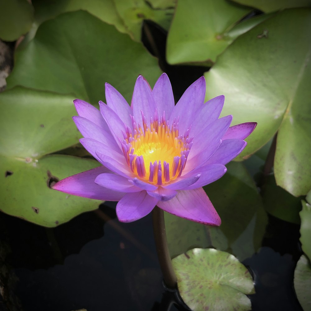 purple waterlily in bloom during daytime