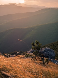 green trees on mountain during daytime
