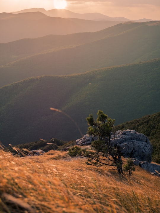 green trees on mountain during daytime in Shipka Bulgaria