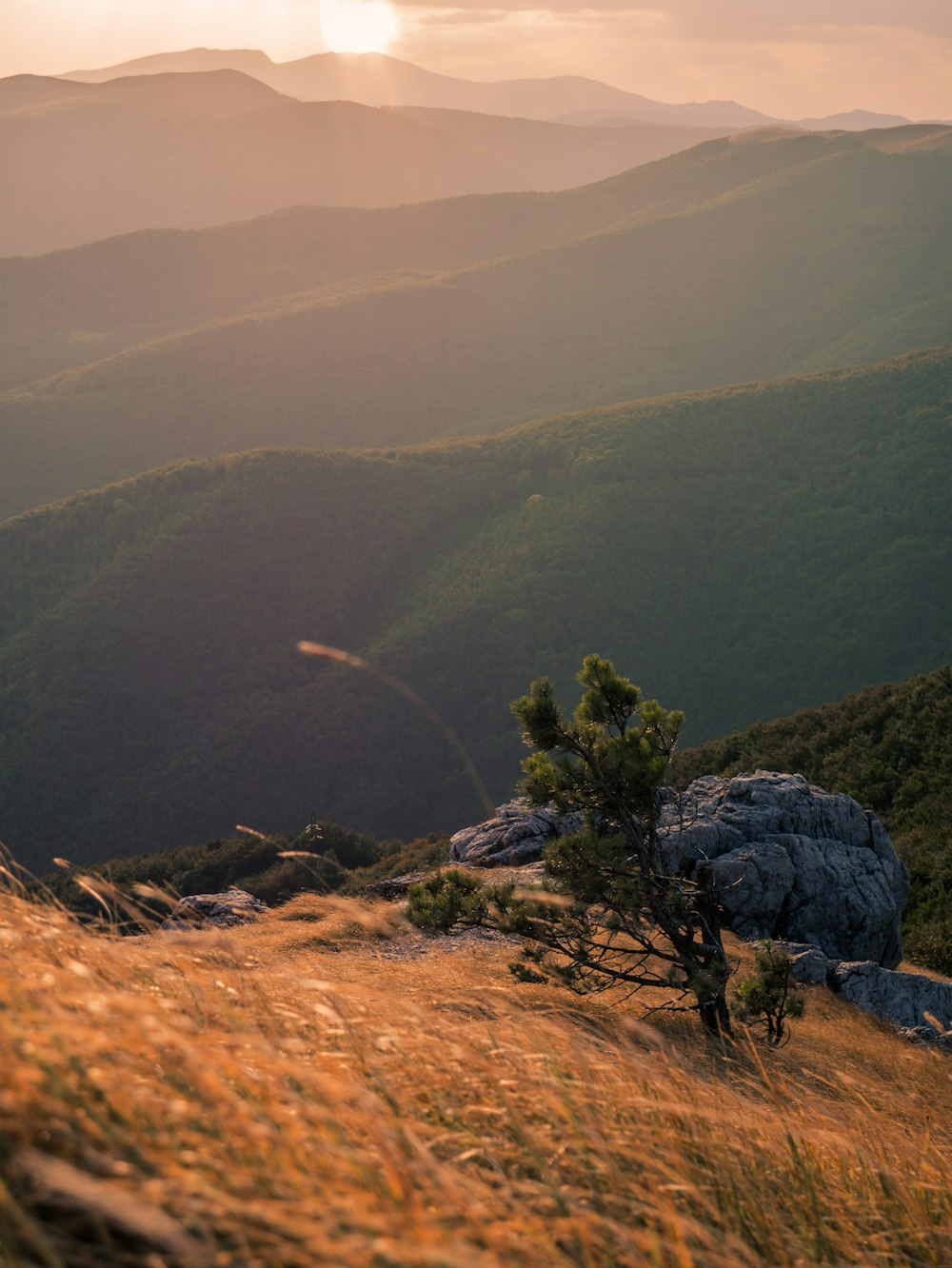 green trees on mountain during daytime