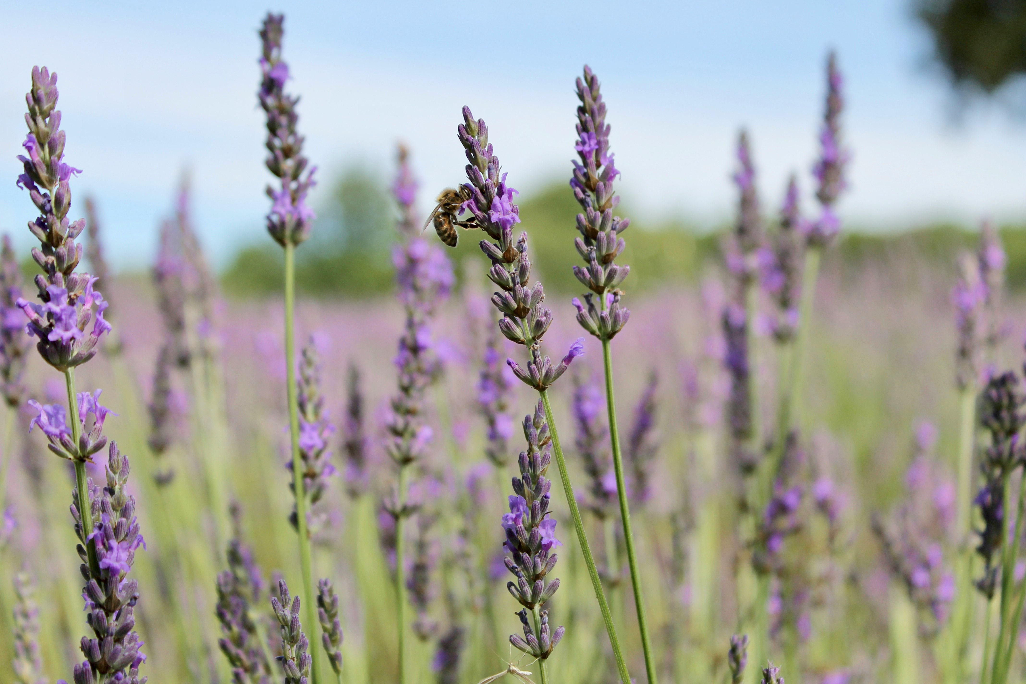 Photo de abeille tapissière par Camille