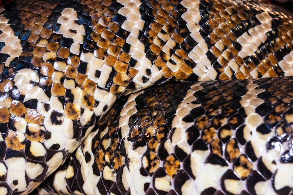 brown and black snake skin