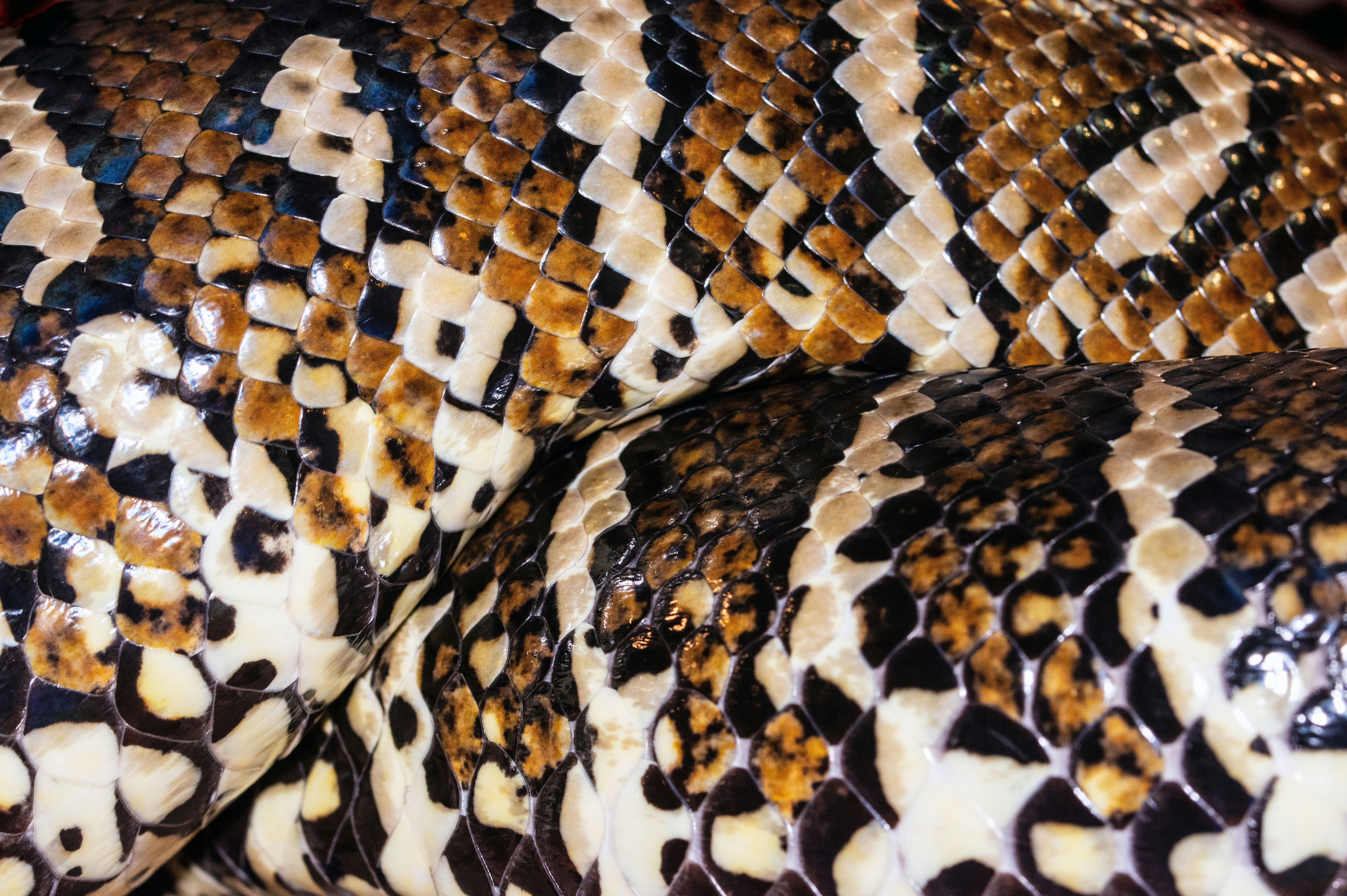 brown and black snake skin