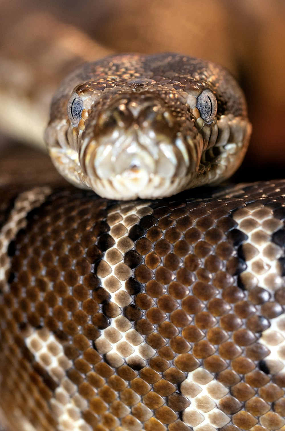 brown and white snake in close up photography