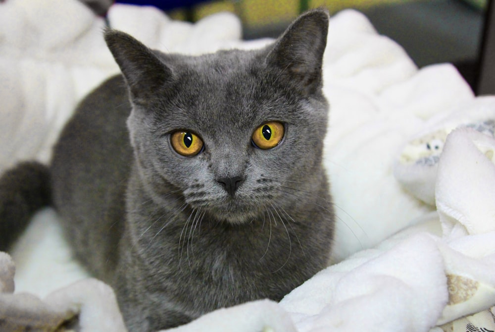 gato azul russo no têxtil branco