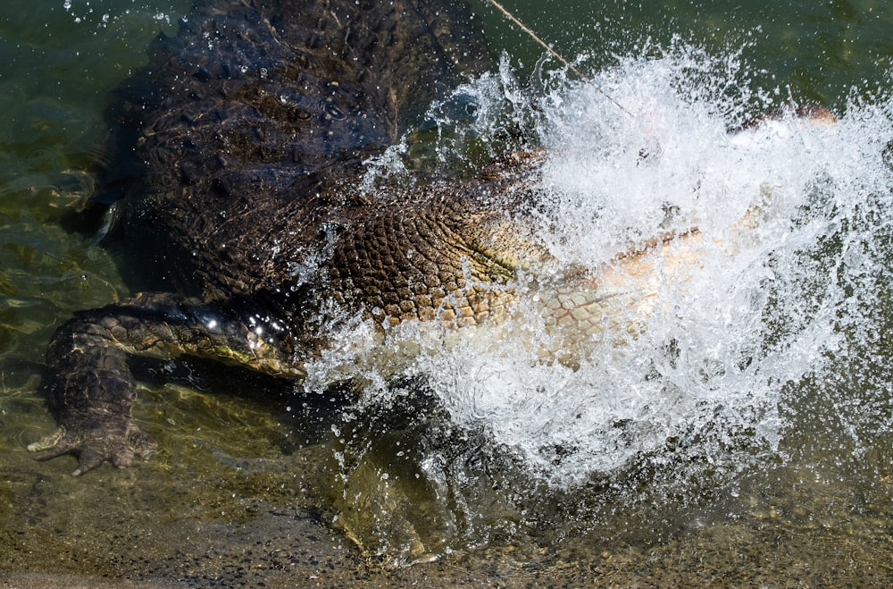 water splash on brown sand