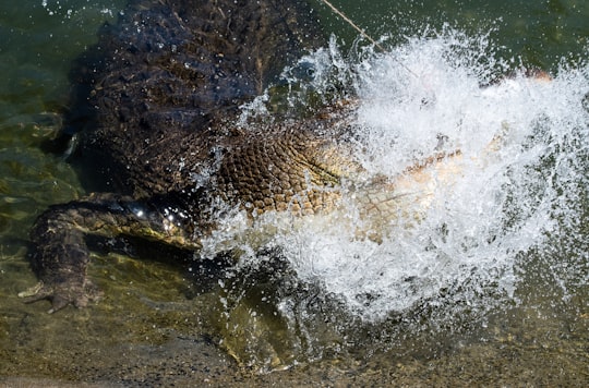 water splash on brown sand in Rainforestation Nature Park Australia