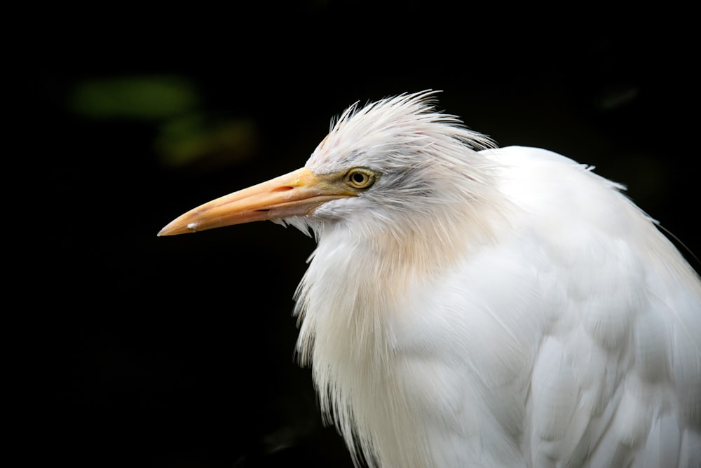 white bird in close up photography